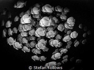 Ships in the Night

Longfin Batfish - Platax teira

S... by Stefan Follows 